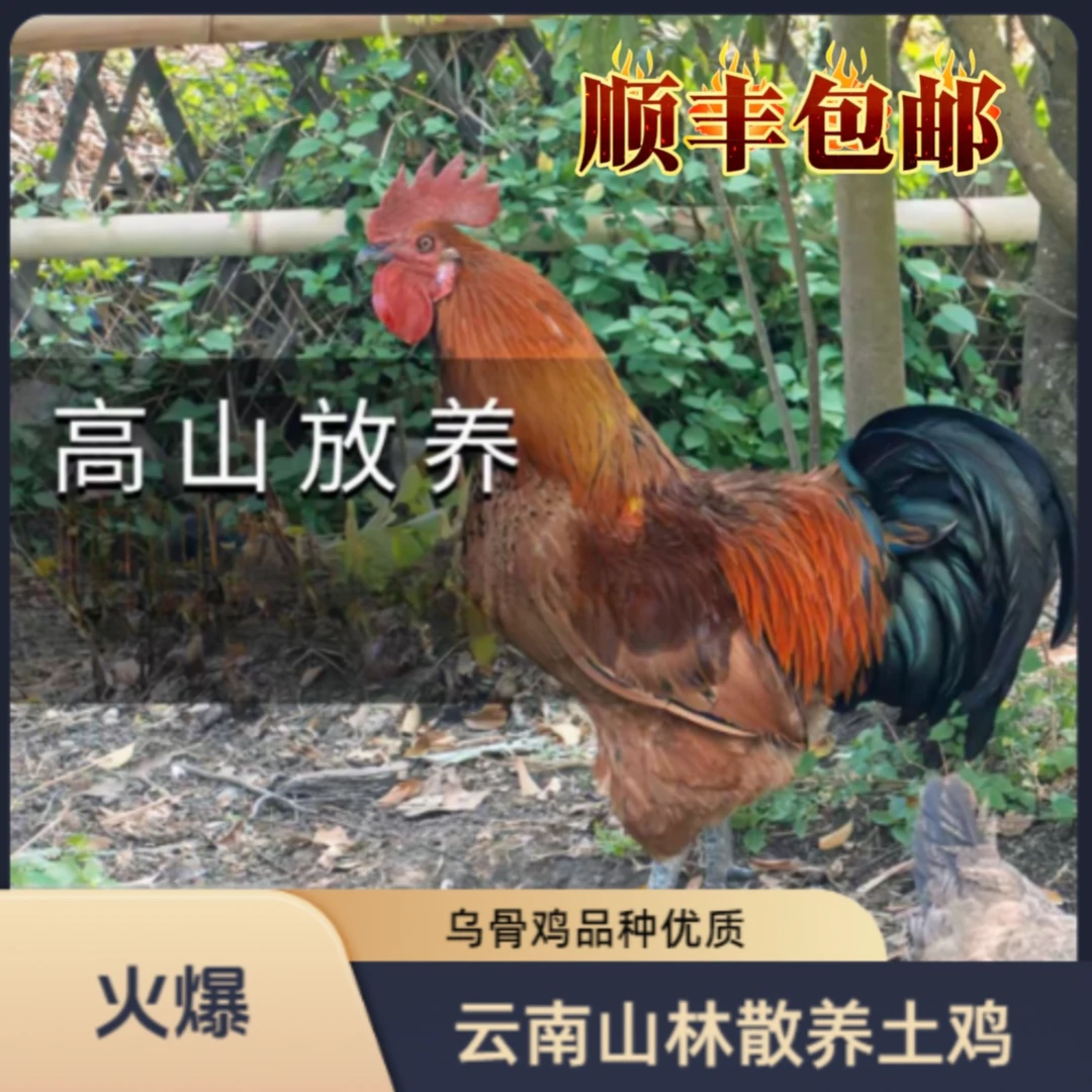云小云 现场改价【云南山林散养土鸡新鲜宰杀生鲜顺丰包邮送货】