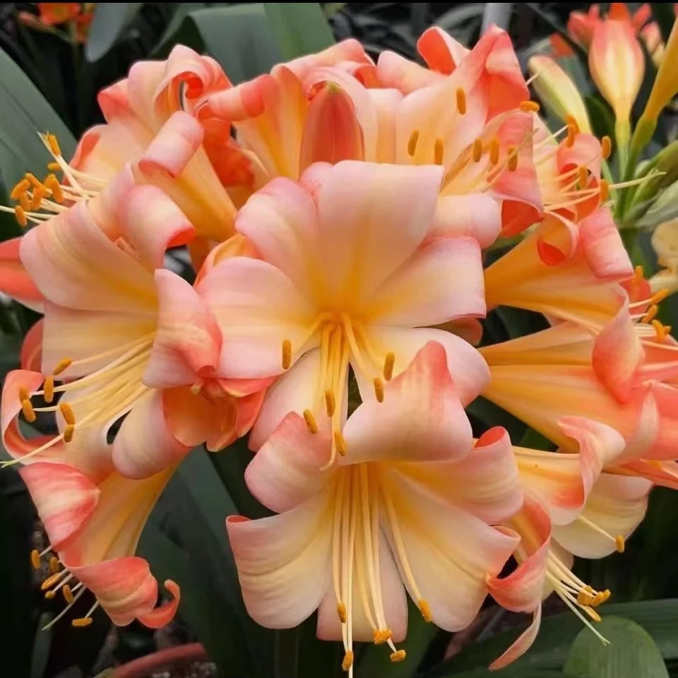 新品君子兰梦幻大瓣下单不支持退货