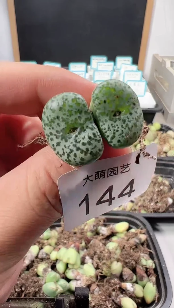 【闪购商品】++++144