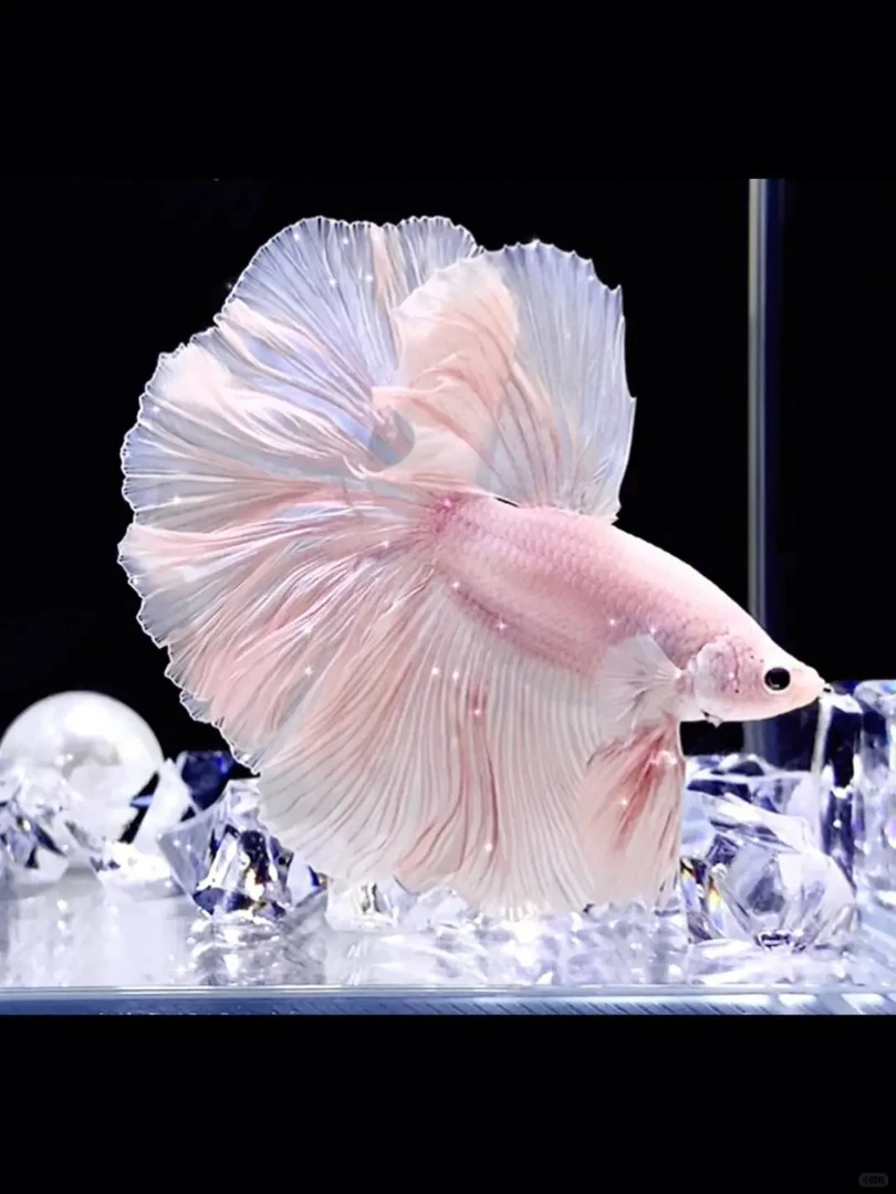 A7（145-168）泰国斗鱼精品观赏鱼