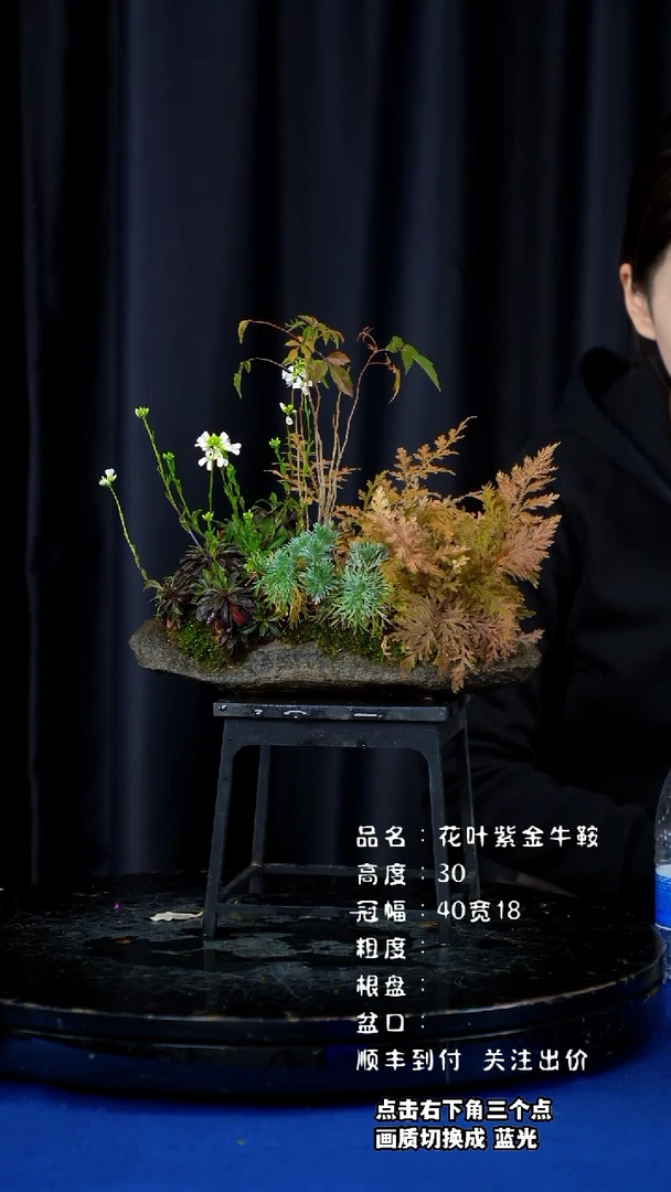 【闪购商品】山野草石头盆