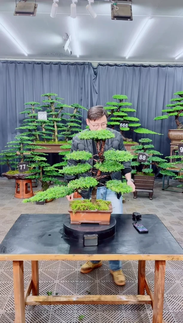 无花朵迎客松111