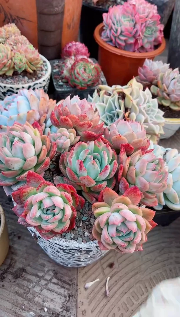 【闪购商品】21069