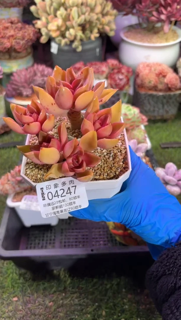 【闪购商品】04247