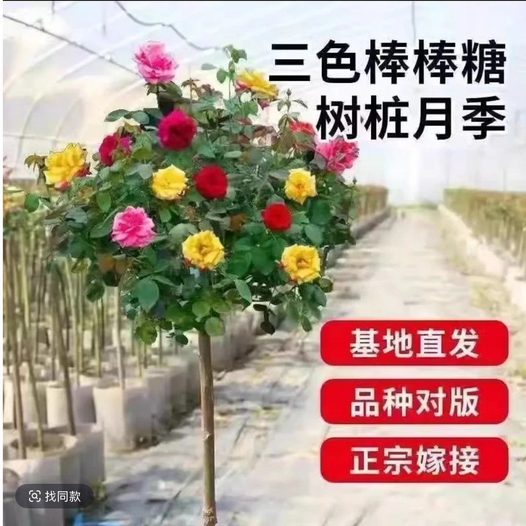 【顺丰送货上门】腾彩虹月季棒棒糖3-6色变色龙带花苞庭院盆栽树桩