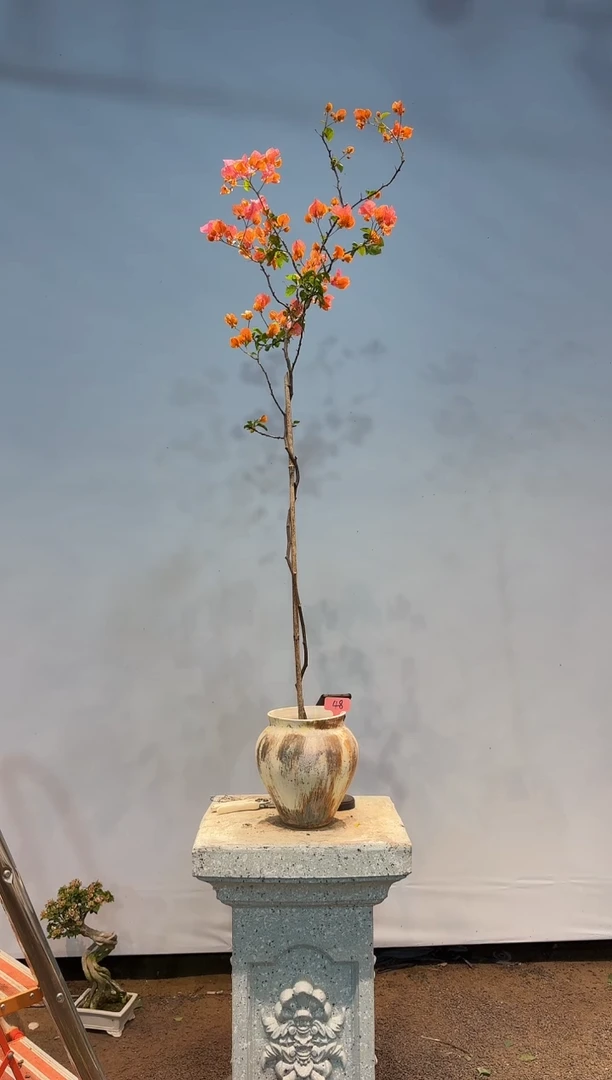 无花朵aa三角梅专场一物一拍48