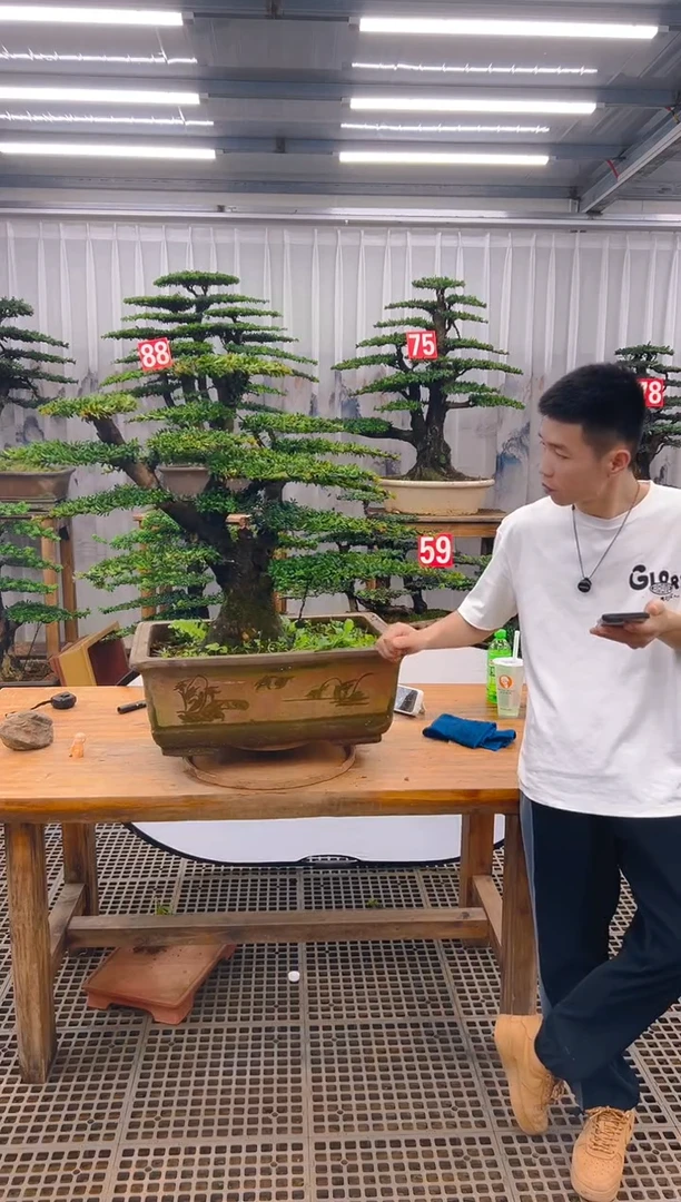 无花朵平*精品盆景直播间一物一拍