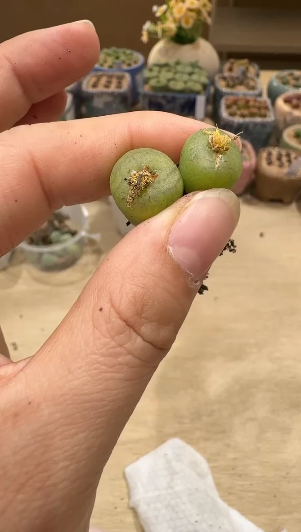 8-90多肉植物肉锥