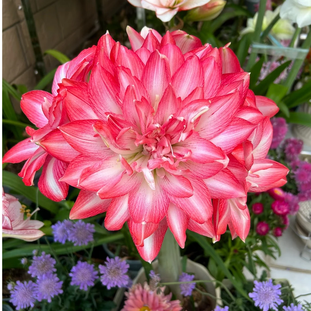 朱顶红种球【帝卡梦露】-重瓣-开花球1粒-