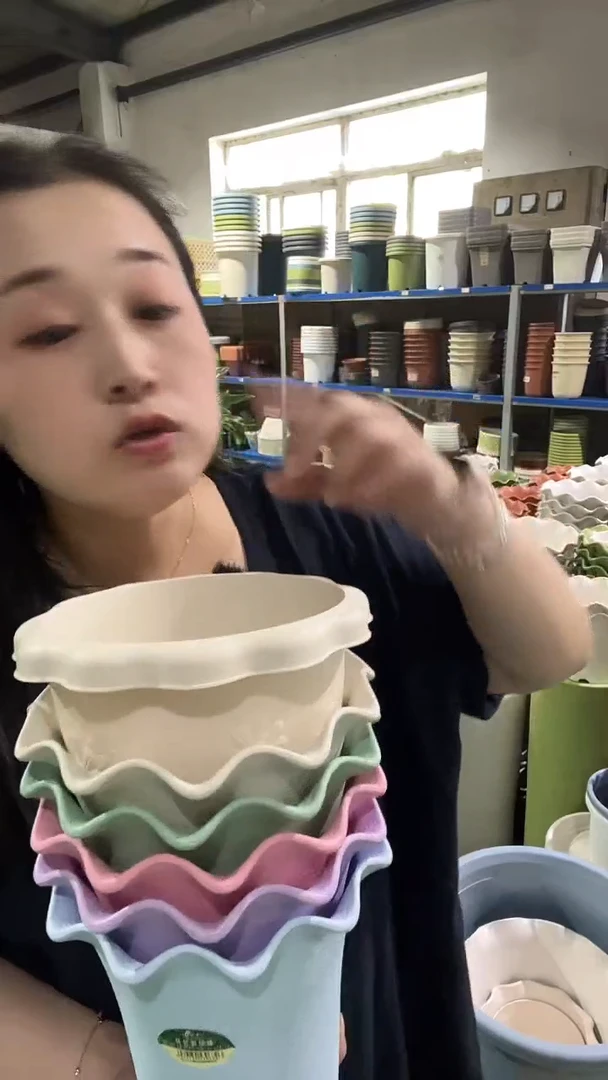 彩色荷叶边5002型号5个带托盘