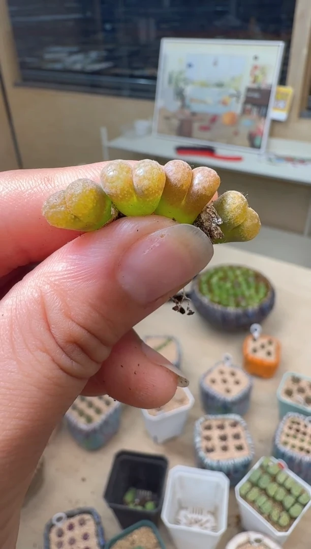 7.4-29多肉植物超级蛋糕一颗