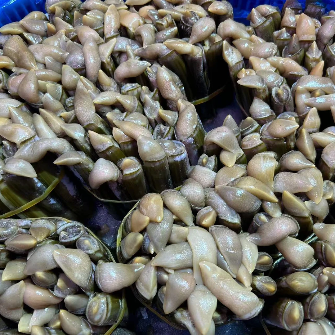 竹节水蛏1斤左右（海鲜）