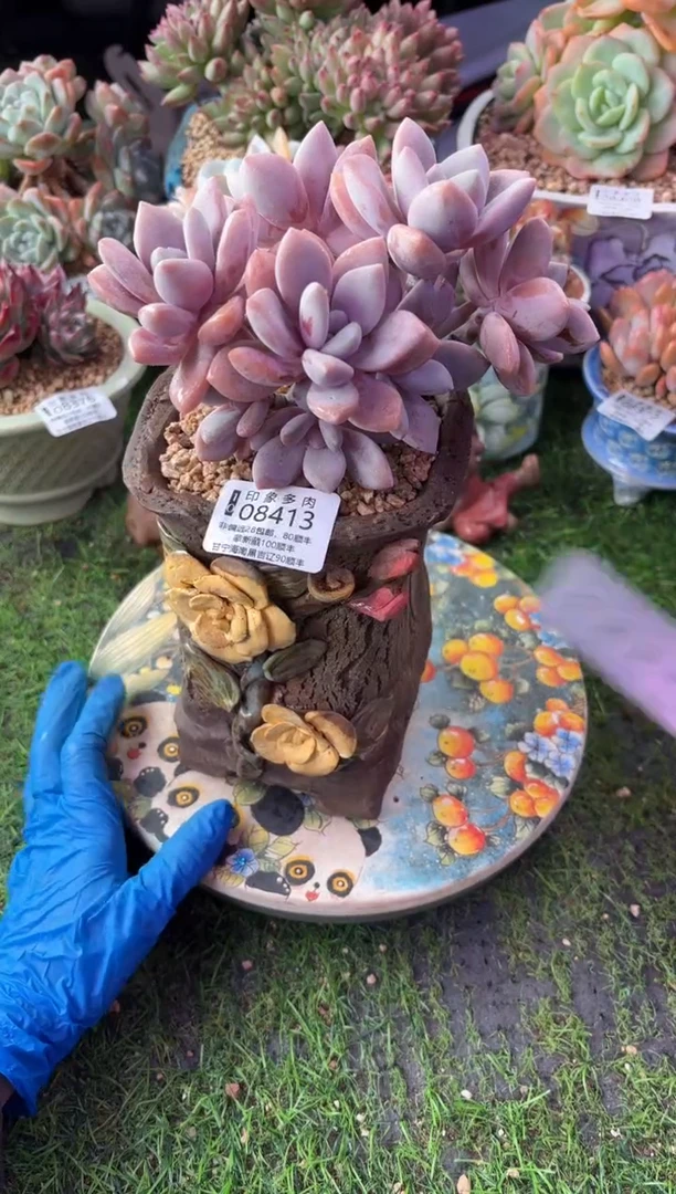 昆明印象多肉08413