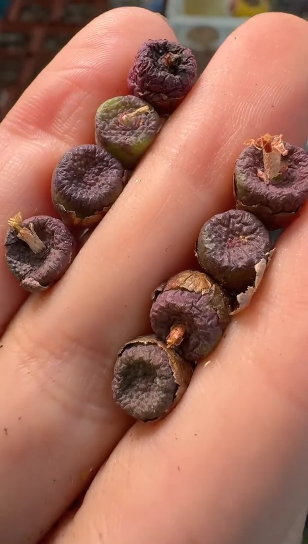 10-93多肉植物肉锥猪皮一颗