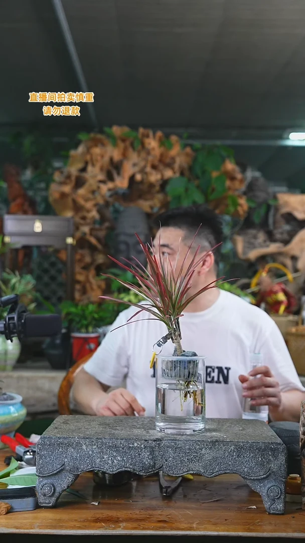 当前无花栽培后可以开花千年木七彩铁041T