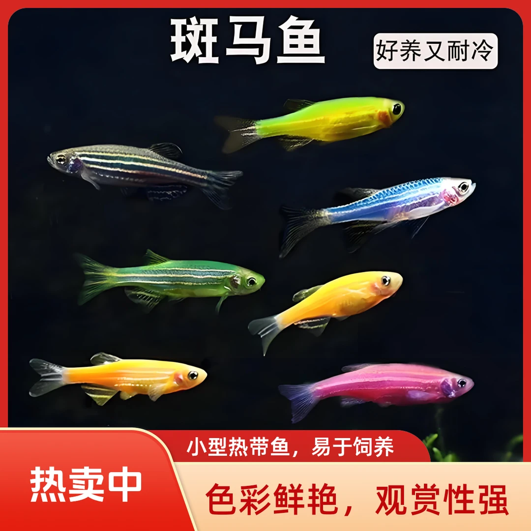 七彩斑马鱼小型热带灯科观赏鱼淡水鱼耐活好养   下单备注颜色