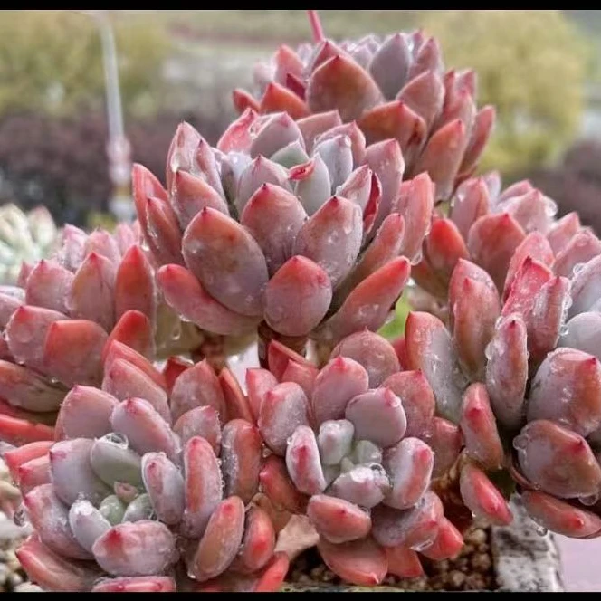 【灰姑娘，满9.9包邮】雅情园艺多肉植物7厘米左右