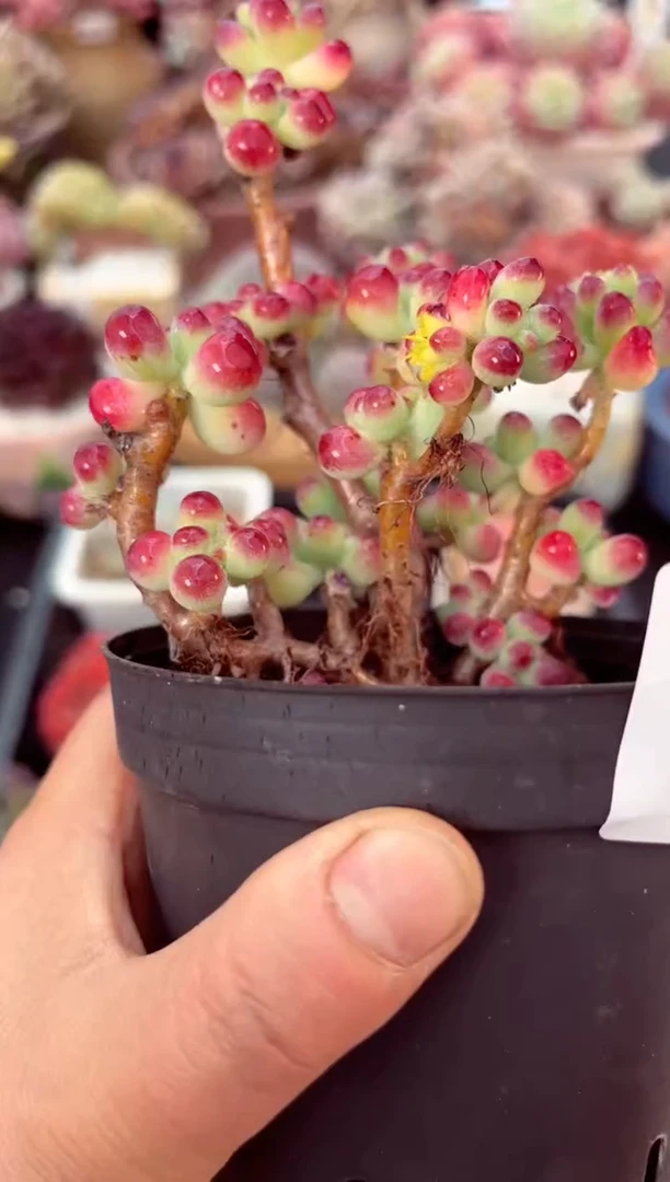 【闪购商品】7606乙女心多肉