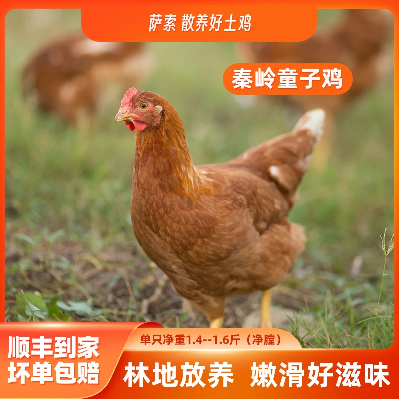 秦岭深山散养童子鸡无杂交纯种品种的好土鸡 到手三只