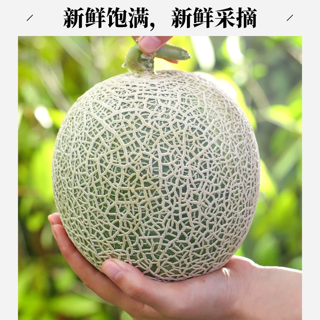 山东头茬网纹蜜瓜当季新鲜时令水果玫瑰网纹甜瓜营养丰富整箱批发