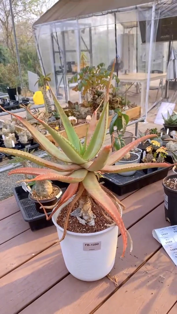 【闪购商品】原生芦荟脱土FB-1290