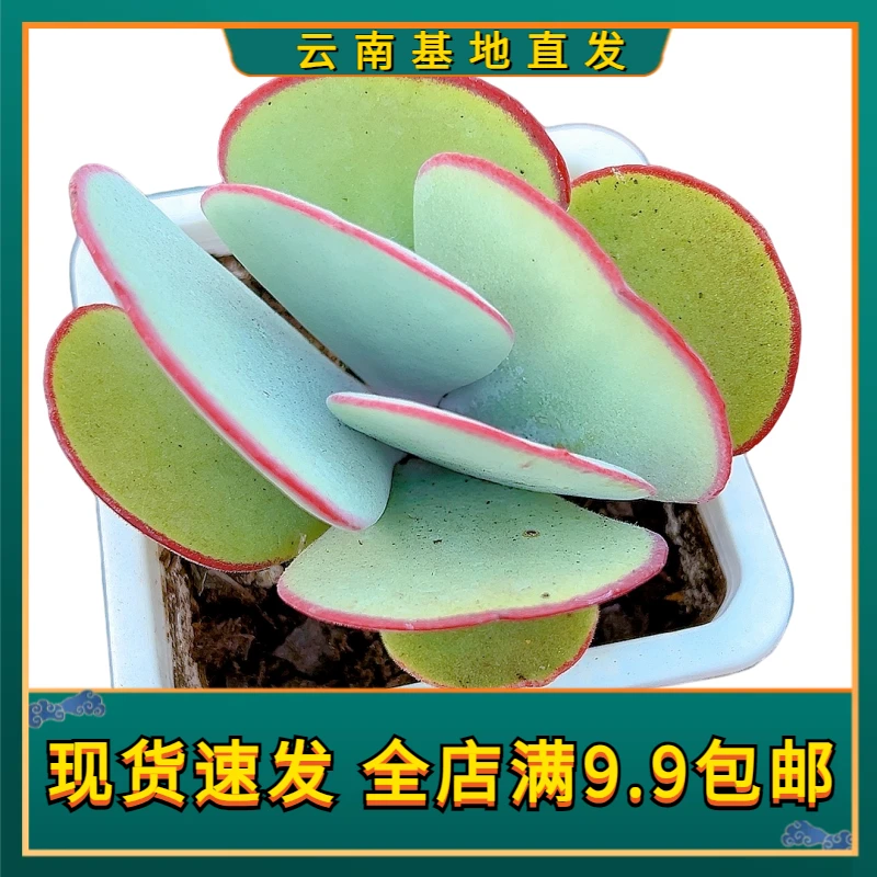 【正版日系白眉】【满9.9包邮】星花怒放阳台露台办公多肉栽种养护