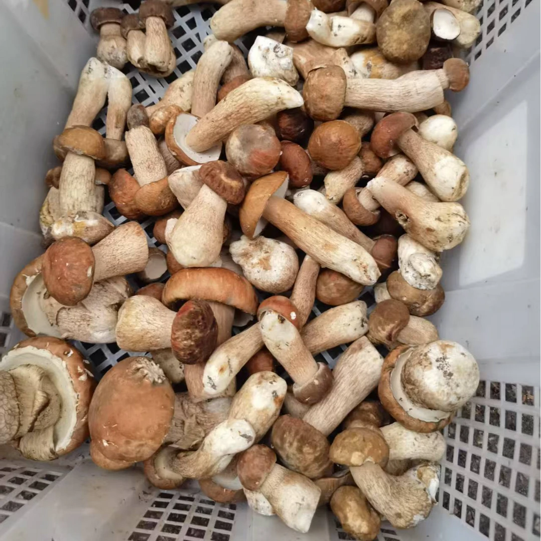 云南大山里的美味 2025新鲜现采 美味牛肝菌（  牛肝菌）  顺丰包邮