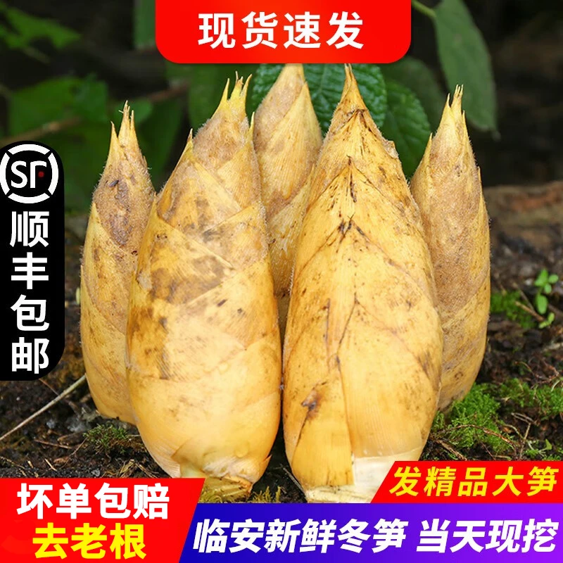 【同款低价】新鲜冬笋临安天目冬笋黄泥笋两头尖带壳时令蔬菜3斤5斤