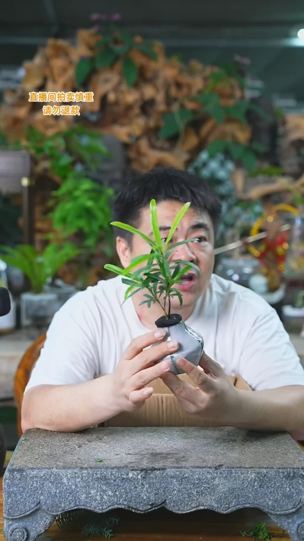 当前无花栽培后可以开花罗汉松277H+