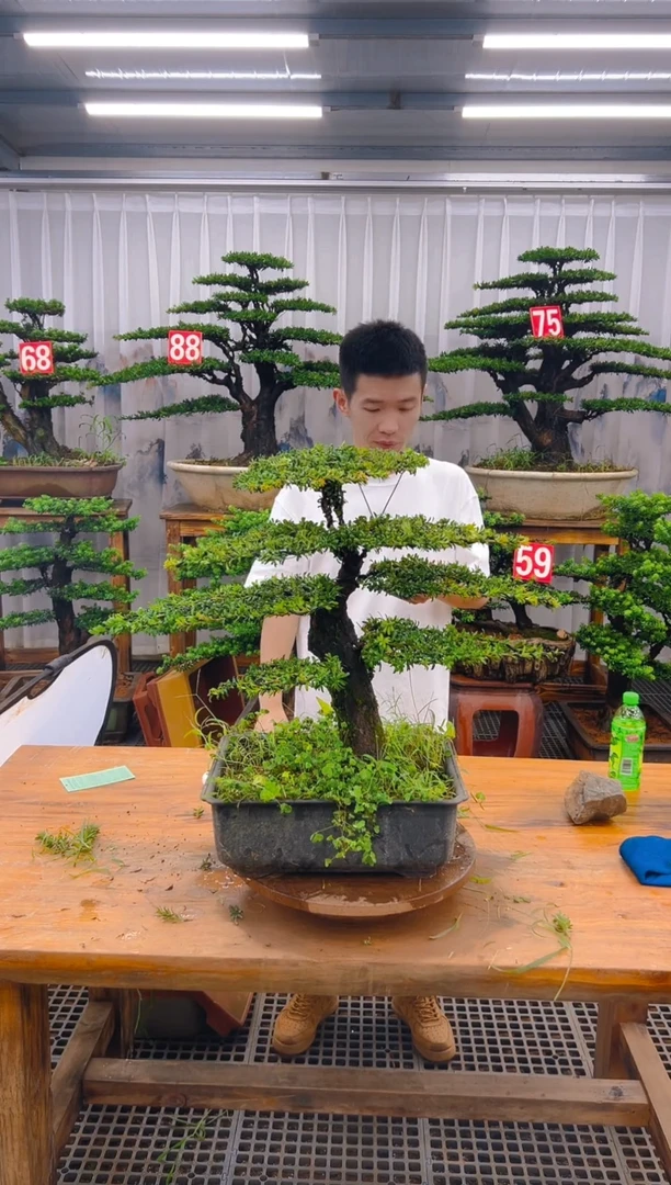 无花朵简*精品盆景直播间一物一拍