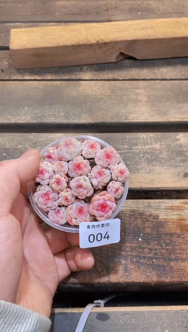 【闪购商品】004白桃汽水优选量拍1盒
