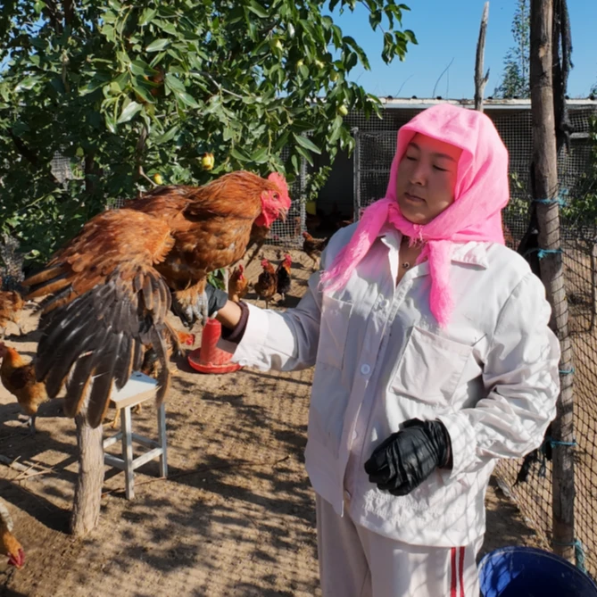 九个月生态农家散养果园溜达走地大公鸡土鸡
