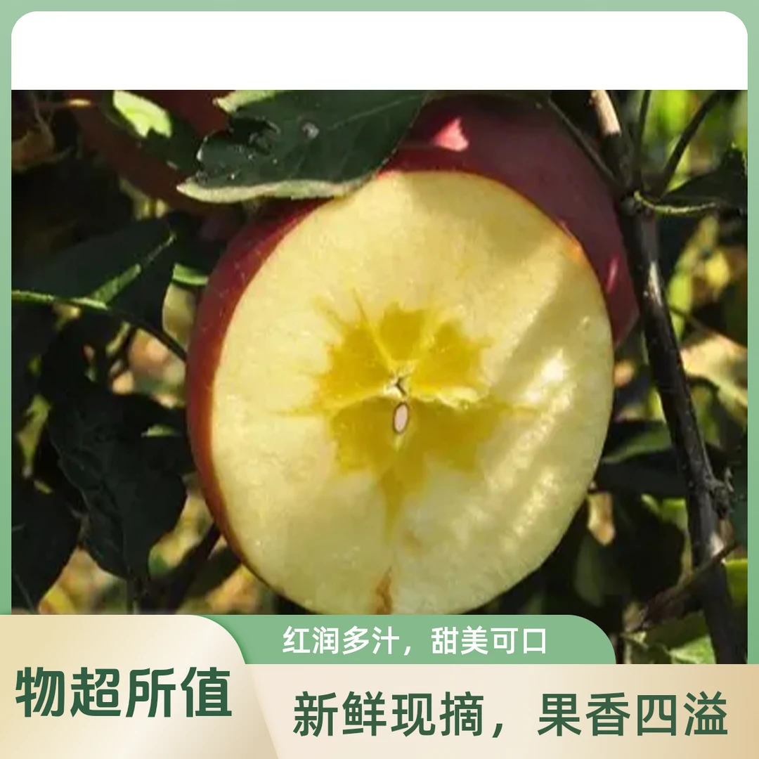 云南昭通红露丑苹果新鲜现摘脆甜多汁无酸果肉细腻