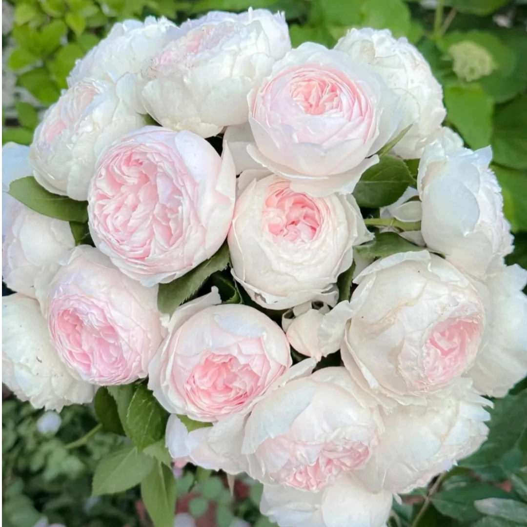 黑哥的花园植物尘世天使灌木抗病性强耐热耐晒月季多季节地栽盆栽