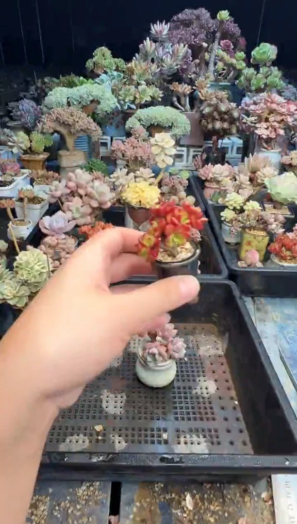 ·*·198        花盆