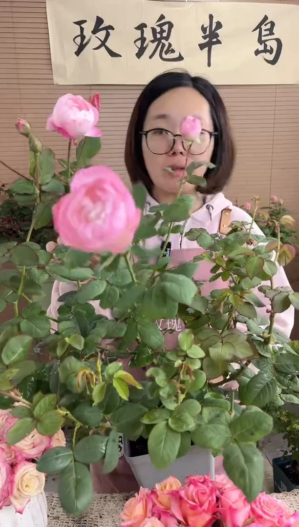 草莓杏仁饼1.5加仑扦插苗