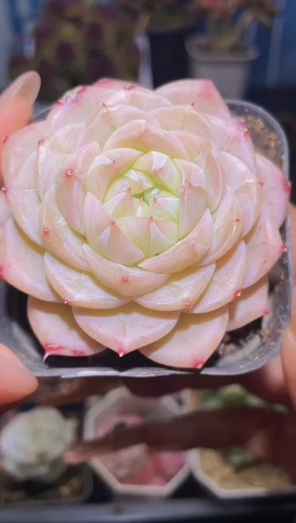 【闪购商品】170皇家之心多肉