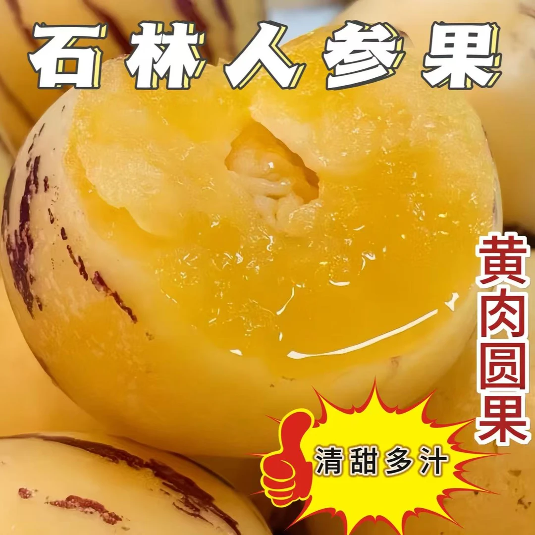 云南石林树上熟黄肉圆果人参果果新鲜清甜多汁应季水果