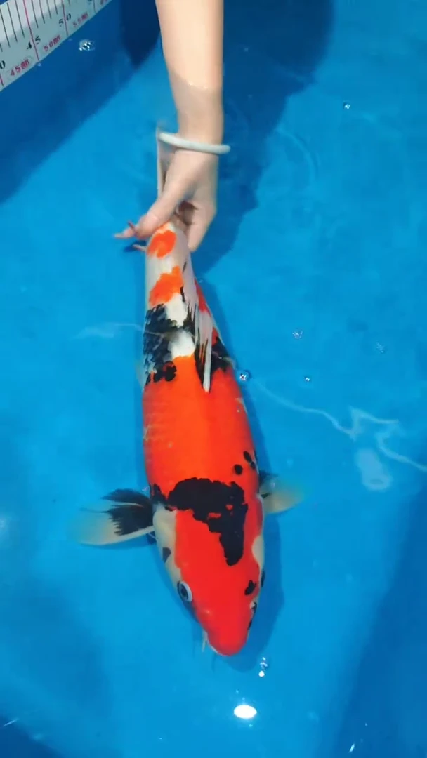 锦鲤26-尾形昭和（锦鲤统一发顺丰空运到付）