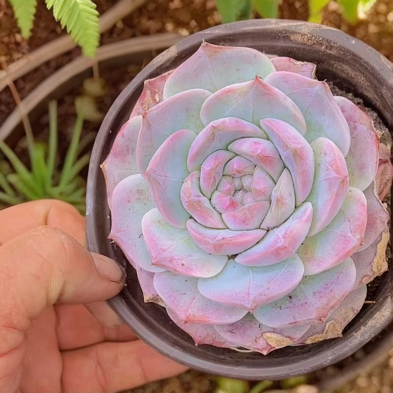 波塞冬大单头(满9.99包邮)吹吹多肉星花怒放