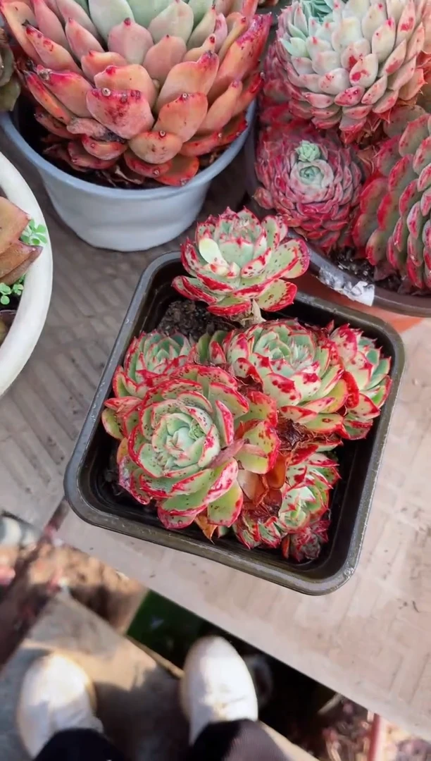 【闪购商品】20162