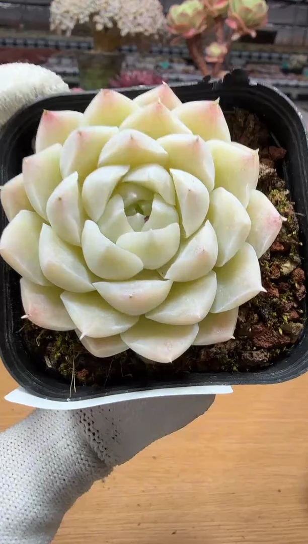 东云多肉园二店-31