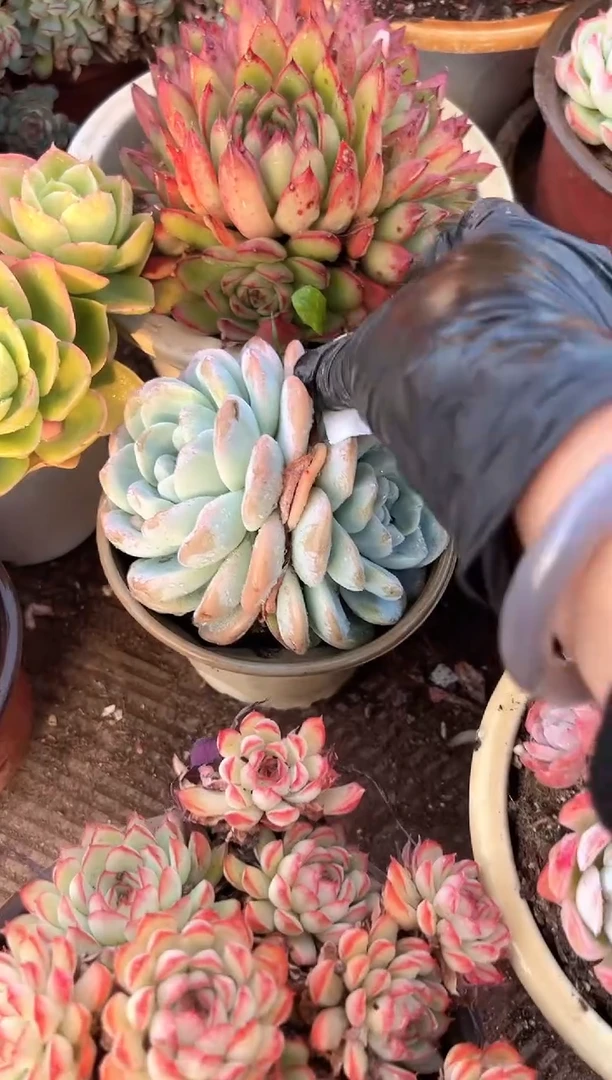 郭*多肉植物一物一拍30305