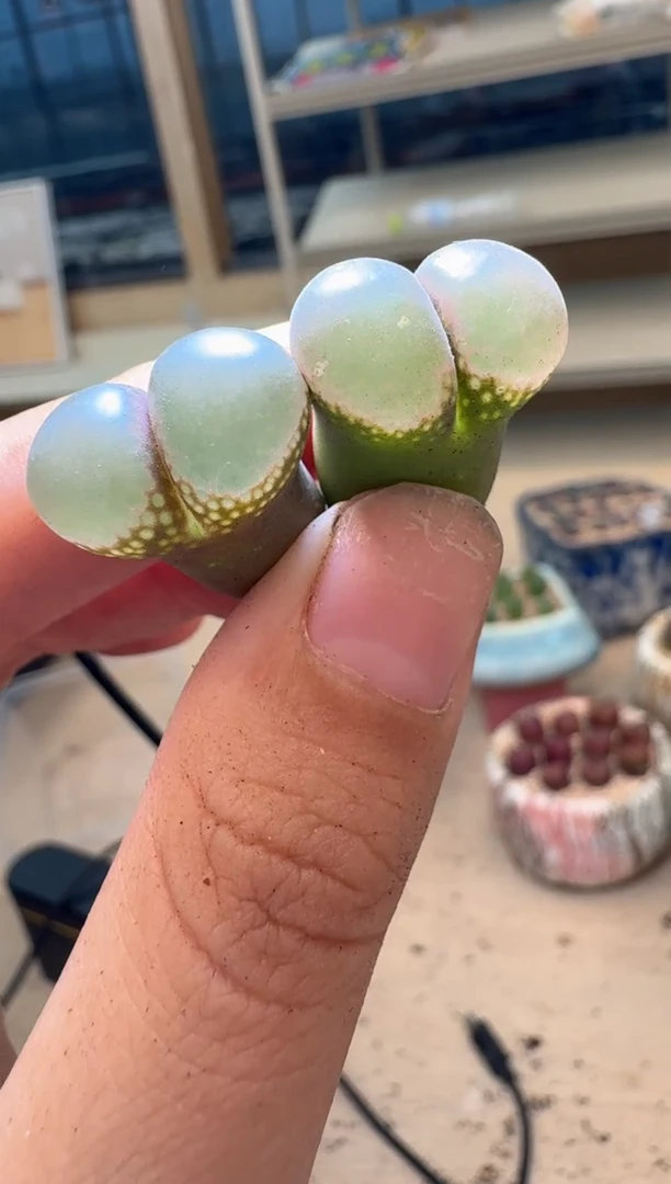 喵*儿多肉植物肉锥16-279腰子窗