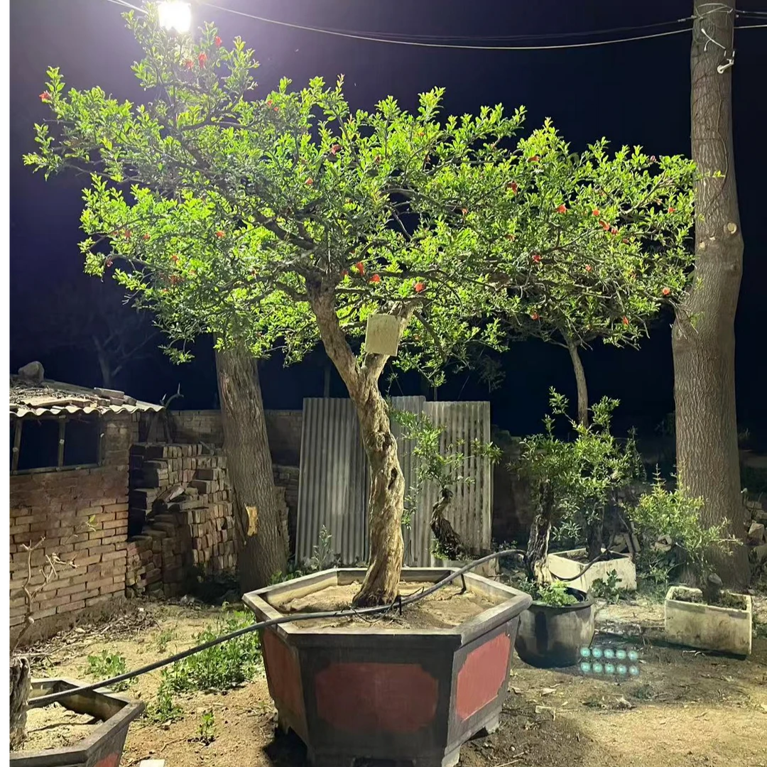 大红袍直播间盆景地景一物一价拍前咨询大棵石榴树庭院老桩大树苗