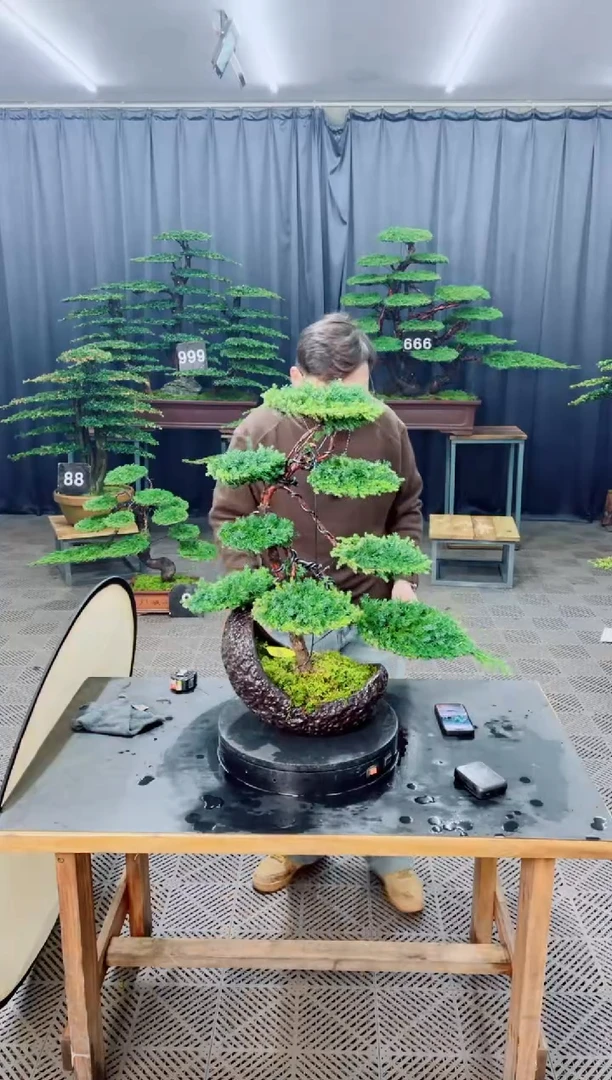 无花朵盆景.....