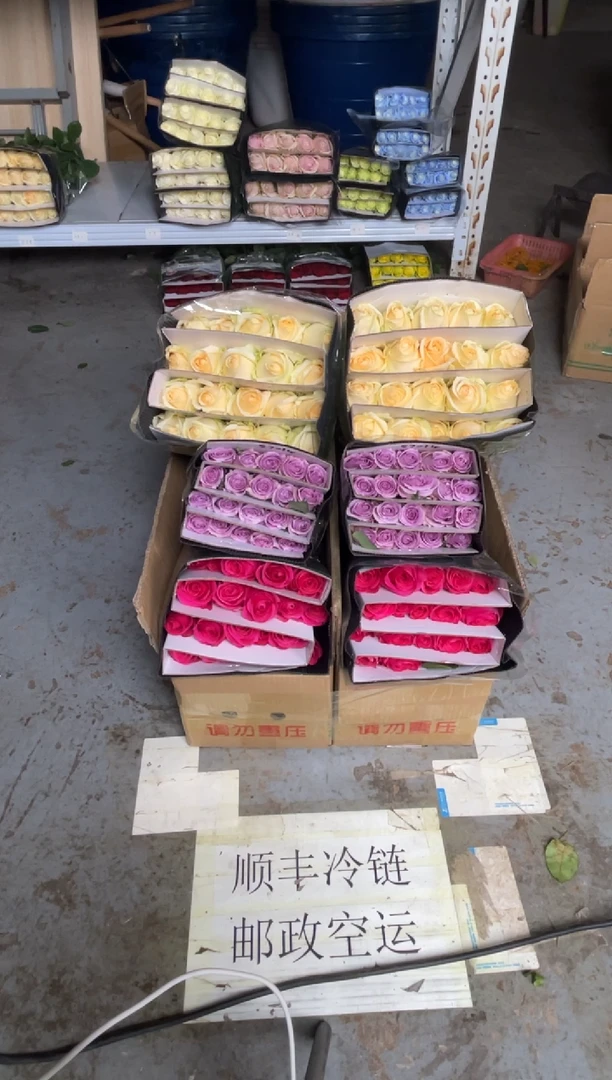 佛洛依德20枝+海洋之歌20枝+香槟20枝