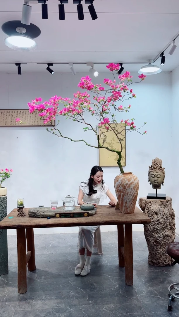 无花朵用****6三角梅老桩盆景