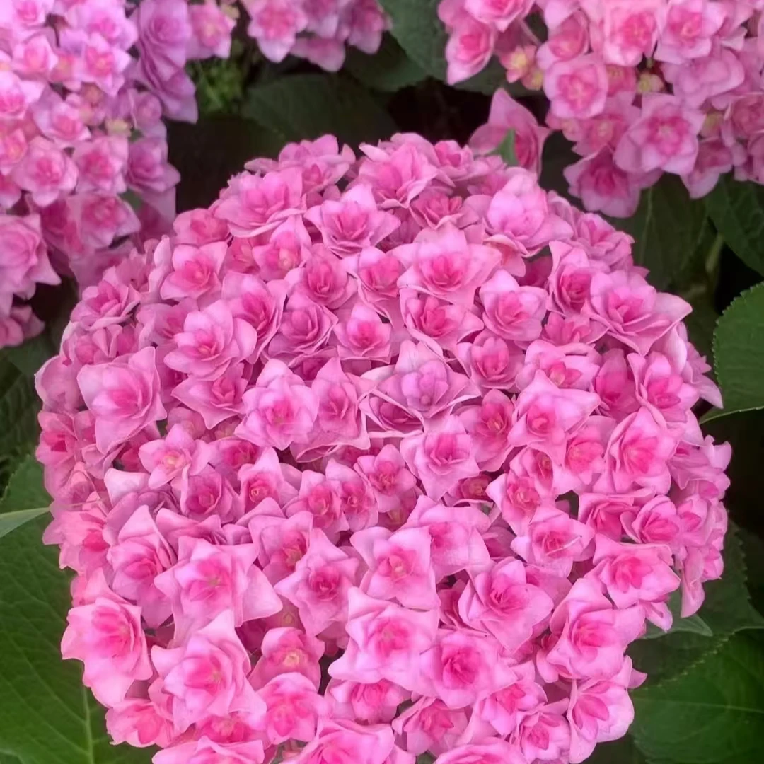 【太阳神殿】绣球四季易养爆花庭院阳台易养护