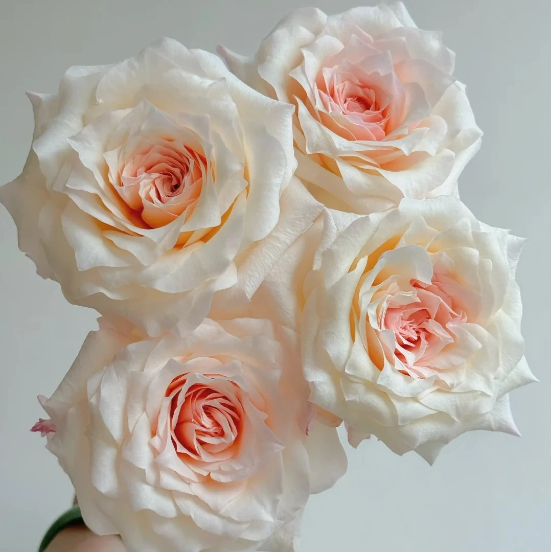 佳人笑 玫瑰 三单京东（偏远ZT空运） 花苞需醒花摘叶 揽收无法退款